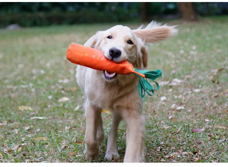 Carrot Toy