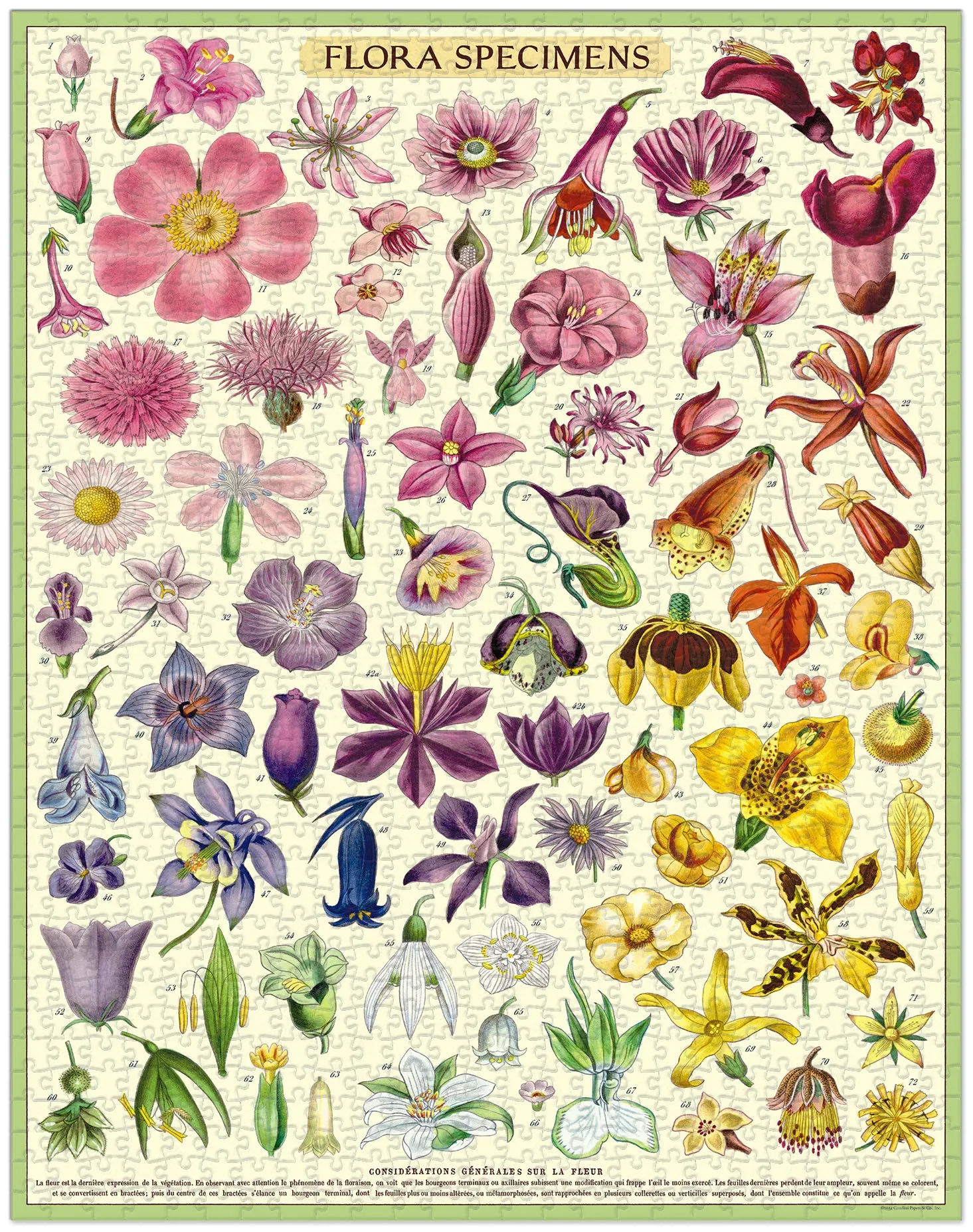 Cavallini & Co. Flora Specimens 1000 Piece Puzzle