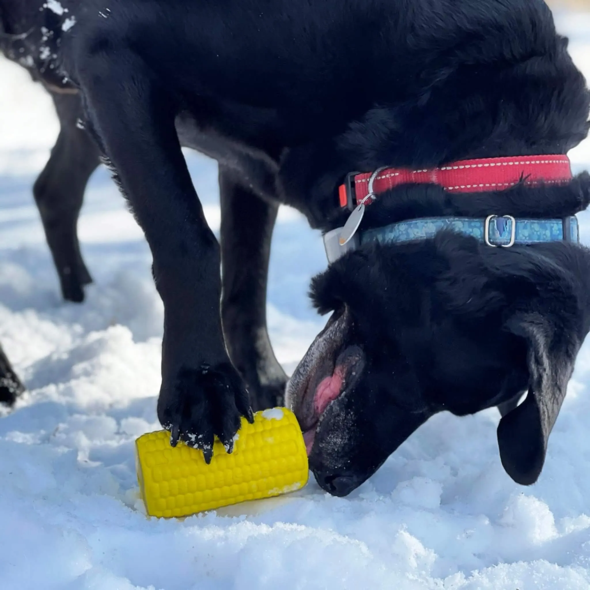 Corn on the Cob Rubber Dog Treat Dispenser