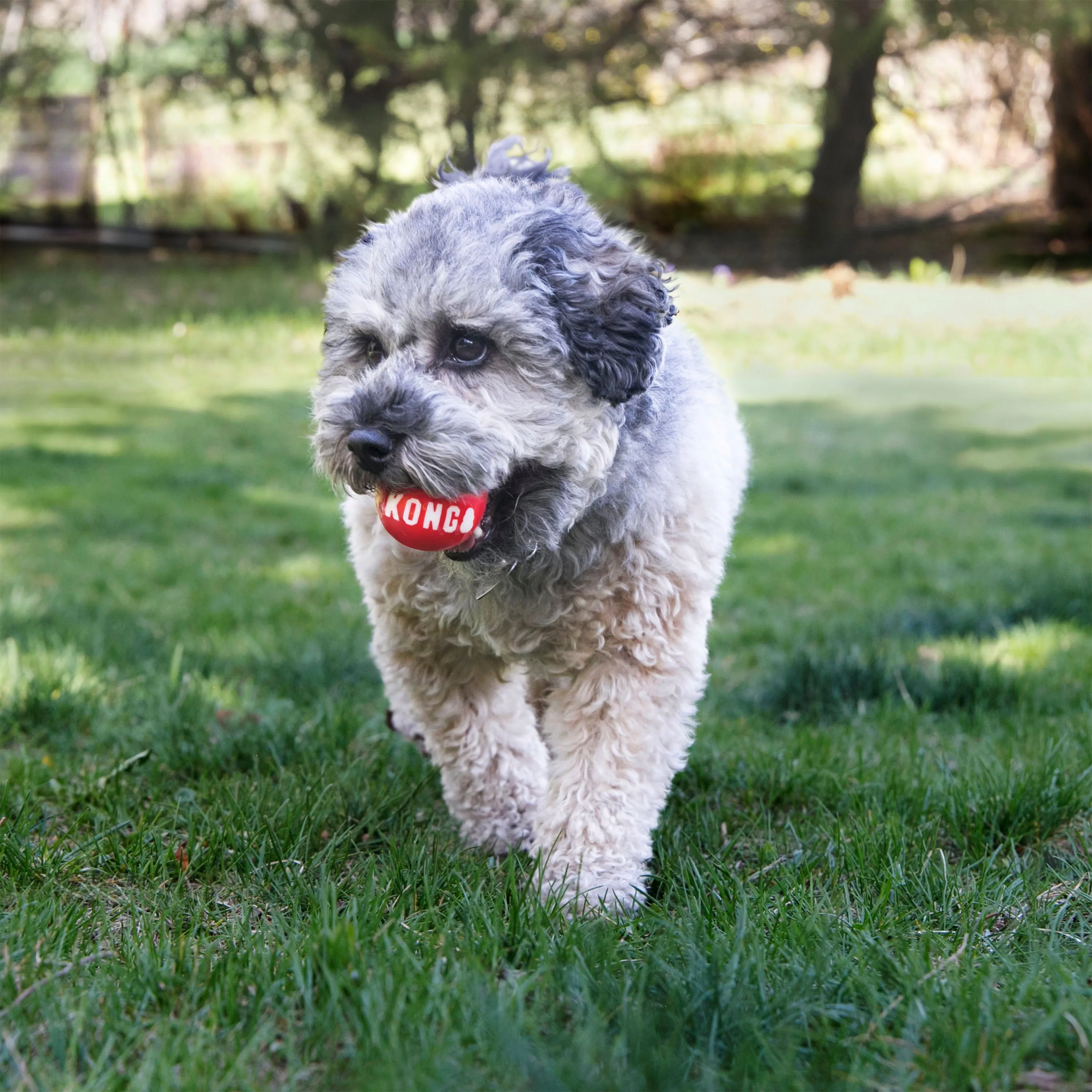 Kong Signature Balls 2-Pack, Dog Toy