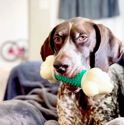 Nylabone Double Action Chew