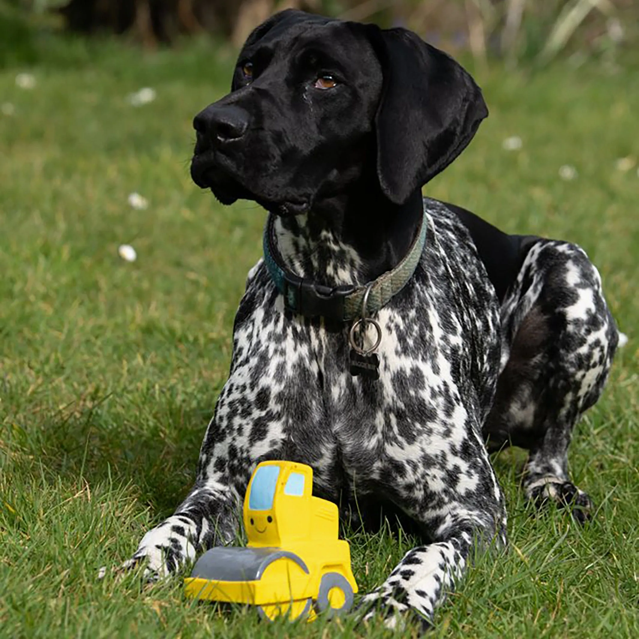 Rumble The Road Roller Latex Dog Toy | Gentle & Durable for Interactive Play