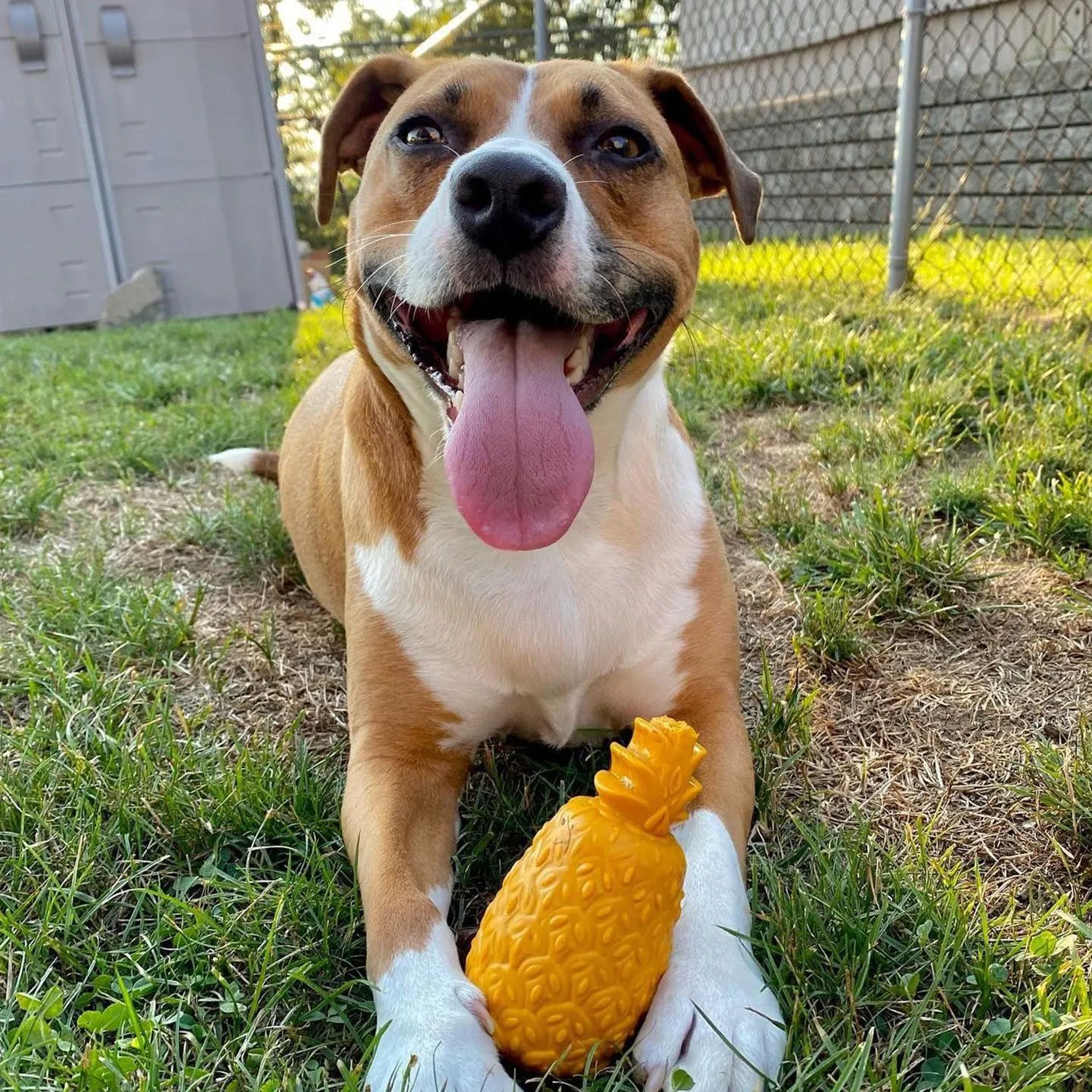 Spunky Pup The Pineapple